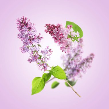 Kokulu çiçekli leylak dallar ve açık mor renkte uçan yapraklar.