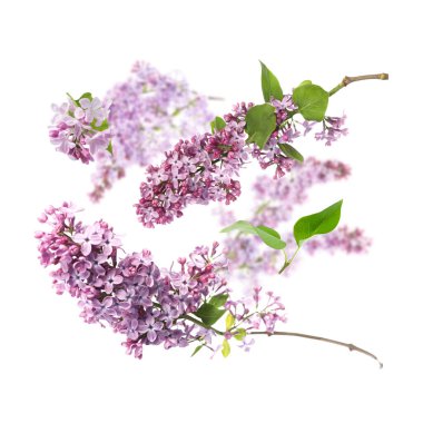 Kokulu çiçekli leylak dallar ve beyaz arka planda uçuşan yapraklar.