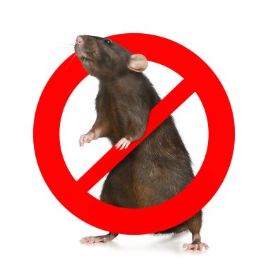 Beyaz arka planda kırmızı yasak işareti olan küçük sıçan. Haşere kontrolü