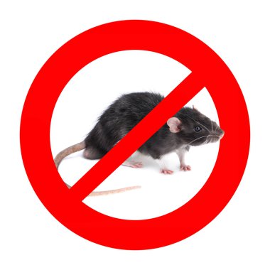 Beyaz arka planda kırmızı yasak işareti olan küçük sıçan. Haşere kontrolü