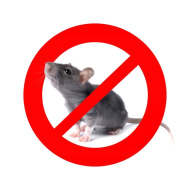 Beyaz arka planda kırmızı yasak işareti olan küçük sıçan. Haşere kontrolü