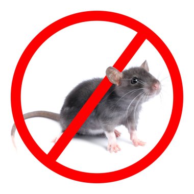 Beyaz arka planda kırmızı yasak işareti olan küçük sıçan. Haşere kontrolü