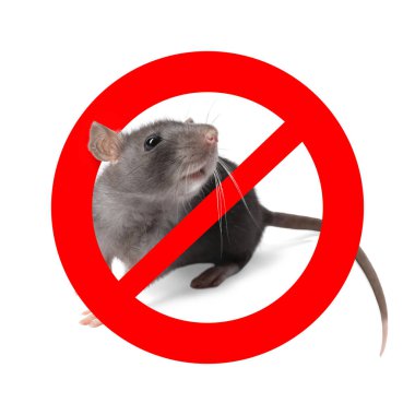 Beyaz arka planda kırmızı yasak işareti olan küçük sıçan. Haşere kontrolü