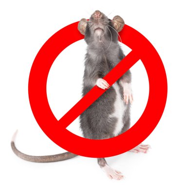 Beyaz arka planda kırmızı yasak işareti olan küçük sıçan. Haşere kontrolü