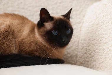 Sevimli Tayland kedisi yumuşak koltukta dinleniyor.