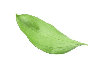 One fresh green Ruscus leaf isolated on white