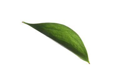 One fresh green Ruscus leaf isolated on white