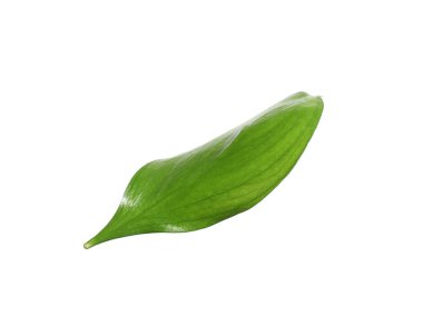 One fresh green Ruscus leaf isolated on white