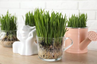 Beyaz tuğla duvarın yanındaki ahşap masada şeffaf saksılarda buğday çimeni, yakın plan.