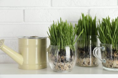 Beyaz tuğla duvarın yanındaki rafta şeffaf saksılarda buğday otları ve sulama tenekeleri var.