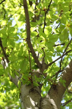 Ağaç kaplaması, dallar ve yeşil yapraklar, alçak açılı görüş.