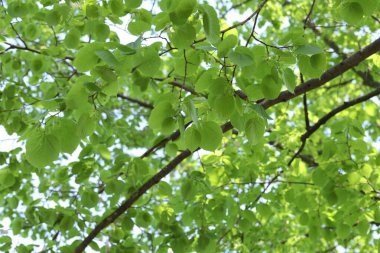 Arka planda yeşil yapraklı güzel ağaç taç, alçak açı manzaralı.