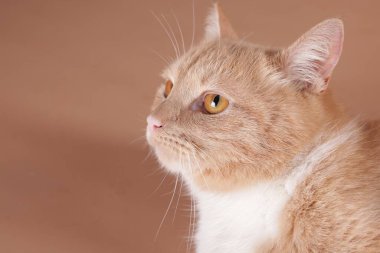 Bej arka planda sevimli kedi portresi, yakın plan. Metin için boşluk