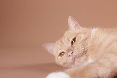 Bej arka planda sevimli bir kedi, yakın plan. Metin için boşluk