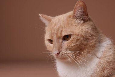 Bej arka planda sevimli bir kızıl kedi, yakın plan. Metin için boşluk