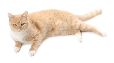 Beyaz arka planda sevimli kızıl kedi. Sevimli hayvan.