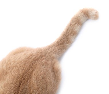 Beyaz zemin üzerinde tüylü kedi, üst görünüm