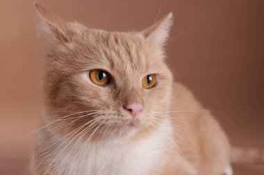 Bej arka planda sevimli kızıl kedi, yakın plan.