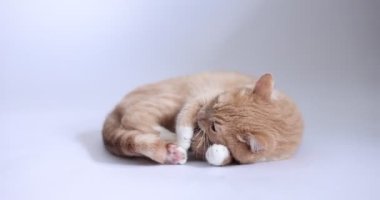 Gri arka planda sevimli kızıl kedi oyuncağıyla oynuyor.