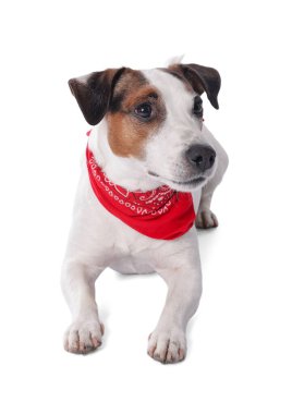 Beyaz arka planda kırmızı bandanalı şirin Jack Russell Terrier köpeği.