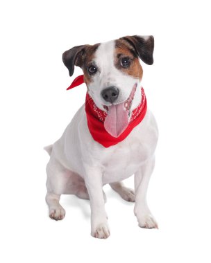 Beyaz arka planda oturan kırmızı bandanalı şirin Jack Russell Terrier köpeği.