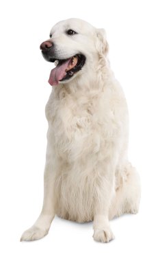 Beyaz arka planda sevimli Golden Retriever köpeği