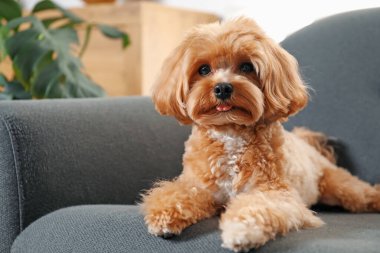 Evdeki kanepede oturan sevimli Maltipoo köpeği.