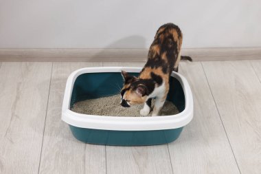 İçerideki çöp tepsisinde şirin bir kedi.