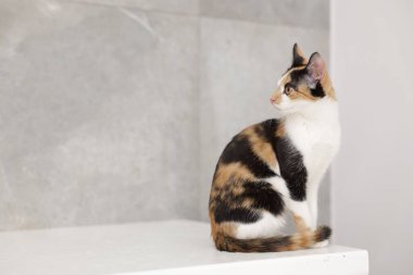 Açık yüzey içerisindeki şirin paso kedisi, metin için boşluk.