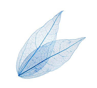 Güzel iskeletleşmiş yapraklar beyaz, üst manzara