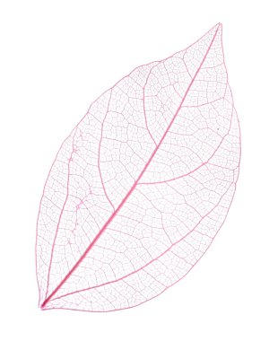 Güzel iskeletleşmiş yaprak beyaza izole edilmiş, üst manzara