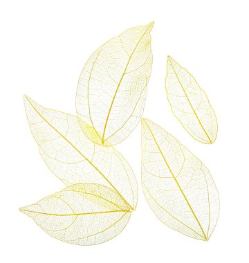 Güzel iskeletleşmiş yapraklar beyaz, üst manzara