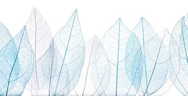 Güzel iskeletleşmiş yapraklar beyaz, üst manzara