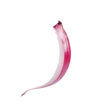 Beyaz üzerine izole edilmiş taze soğan dilimi