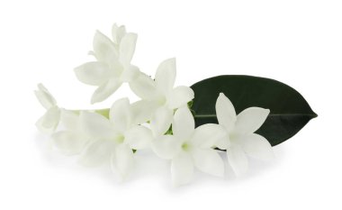 Güzel aromatik yasemin çiçekleri ve yapraklar beyaz üzerine izole edilmiş.
