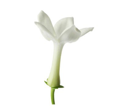 Güzel aromatik yasemin çiçeği beyazda izole edilmiş.