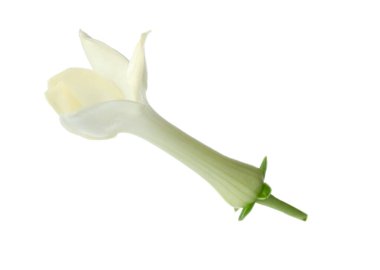 Güzel aromatik yasemin çiçeği beyazda izole edilmiş.