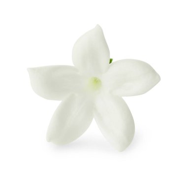 Güzel aromatik yasemin çiçeği beyazda izole edilmiş.