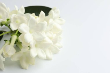 Beyaz arka planda güzel yasemin çiçekleri, yakın plan. Metin için boşluk