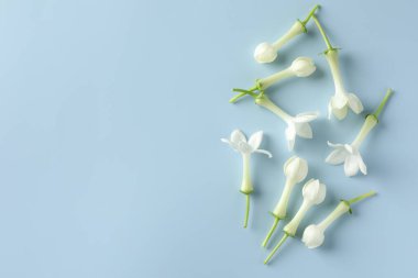 Açık mavi arka planda güzel yasemin çiçekleri, düz uzanmış. Metin için boşluk