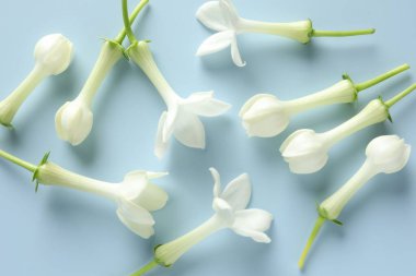 Açık mavi arka planda güzel yasemin çiçekleri, düz yatıyordu.