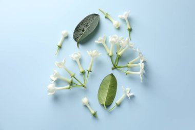 Yasemin çiçekleri ve açık mavi arka planda yeşil yapraklar, düz uzanmış