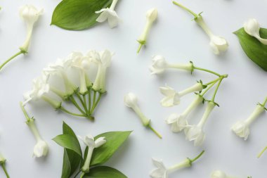 Güzel yasemin çiçekleri ve beyaz arka planda yeşil yapraklar.