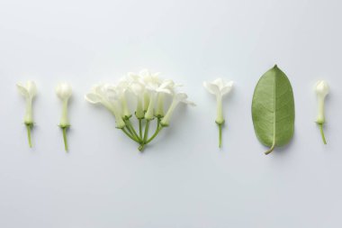 Güzel yasemin çiçekleri ve beyaz arka planda yeşil yaprak.