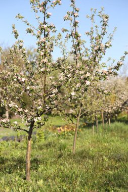 Güneşli bir günde bahçede çiçek açan güzel elma ağacı.