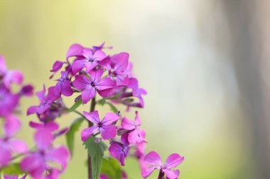 İlkbaharda açık havada büyüyen birçok güzel çiçek, yakın plan. Metin için boşluk
