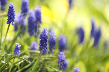 İlkbaharda açık havada büyüyen birçok güzel çiçek, yakın plan. Metin için boşluk