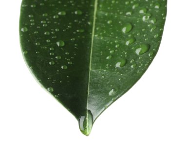 Yeşil yasemin yaprağı ve beyaz üzerine su damlaları.