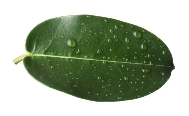 Yeşil yasemin yaprağı ve beyaz üzerine su damlaları.