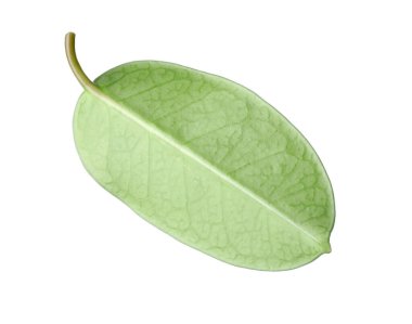 Bir yeşil yasemin yaprağı beyaza izole edilmiş.